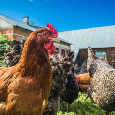 Do Chickens Have Feelings, Emotions, and Sentience?